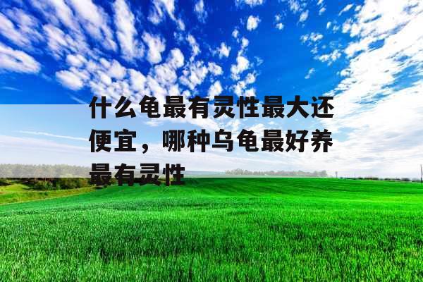 什么龟最有灵性最大还便宜，哪种乌龟最好养最有灵性