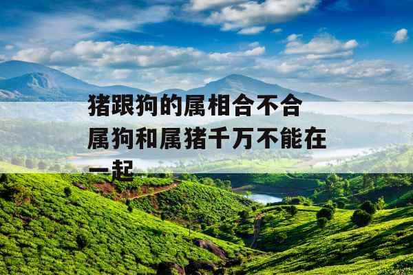 猪跟狗的属相合不合 属狗和属猪千万不能在一起