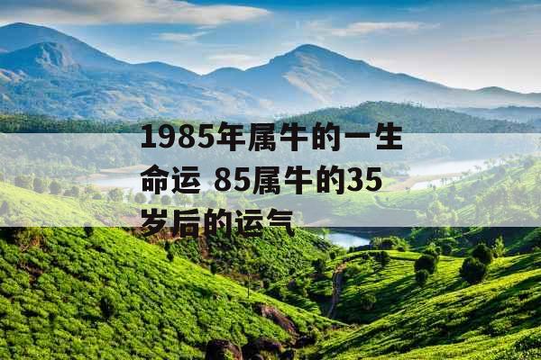 1985年属牛的一生命运 85属牛的35岁后的运气