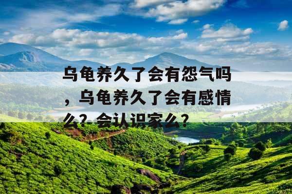 乌龟养久了会有怨气吗，乌龟养久了会有感情么？会认识家么？