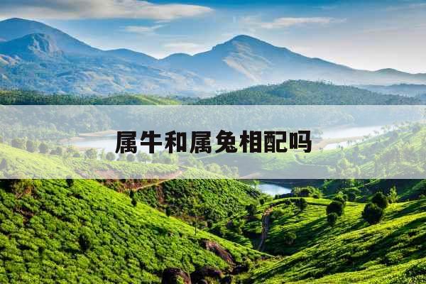 属牛和属兔相配吗