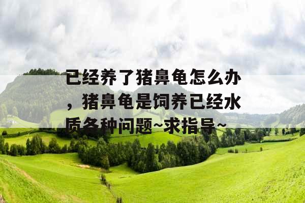 已经养了猪鼻龟怎么办，猪鼻龟是饲养已经水质各种问题~求指导~