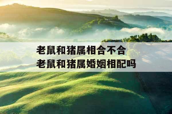 老鼠和猪属相合不合 老鼠和猪属婚姻相配吗 老鼠和猪属相合不合 老鼠和猪属婚姻相配吗