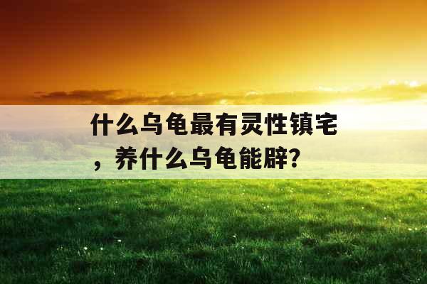 什么乌龟最有灵性镇宅，养什么乌龟能辟？