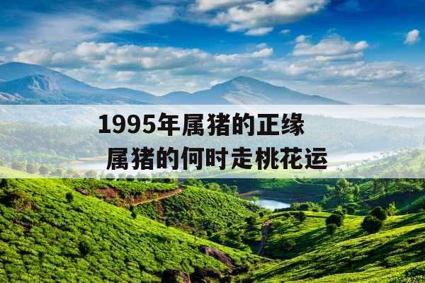 1995年属猪的正缘 属猪的何时走桃花运