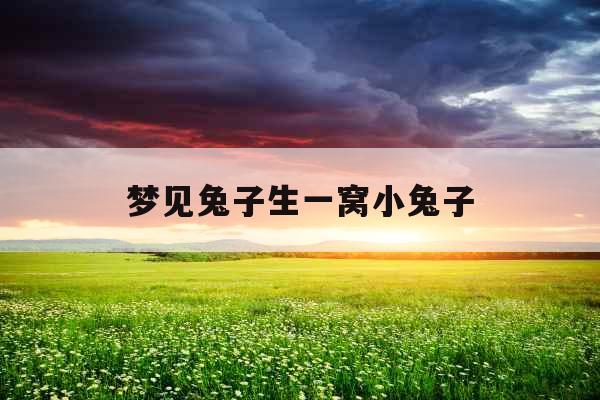 梦见兔子生一窝小兔子