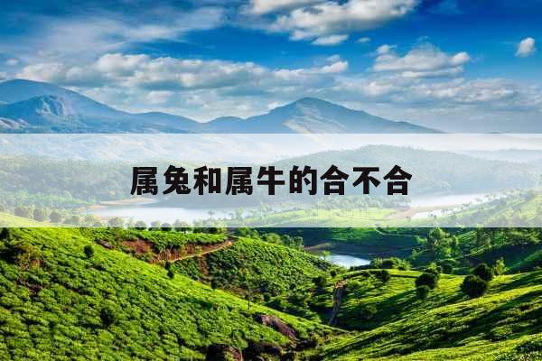 属兔和属牛的合不合