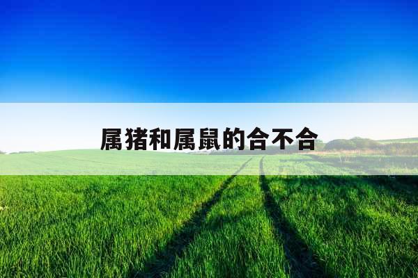 属猪和属鼠的合不合