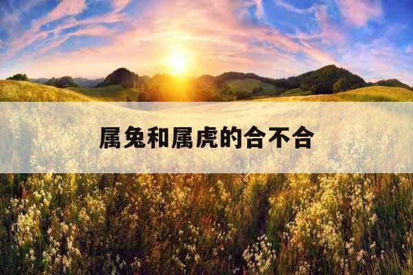 属兔和属虎的合不合