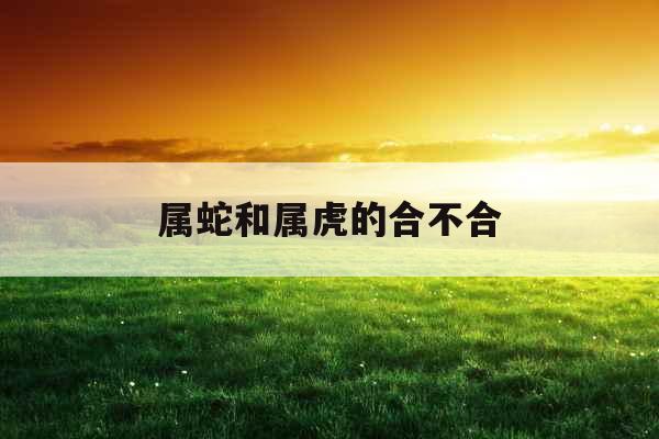 属蛇和属虎的合不合