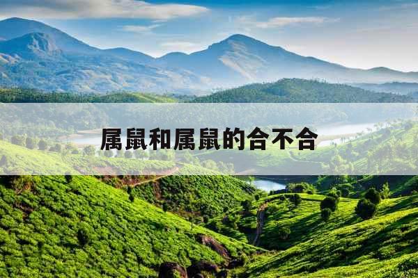 属鼠和属鼠的合不合