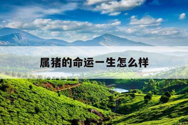 属猪的命运一生怎么样