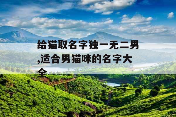 给猫取名字独一无二男,适合男猫咪的名字大全
