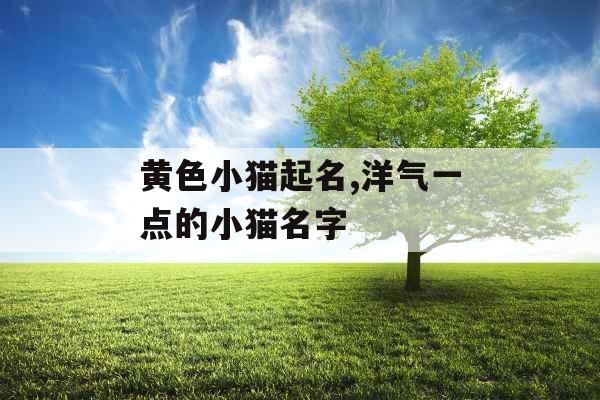 黄色小猫起名,洋气一点的小猫名字