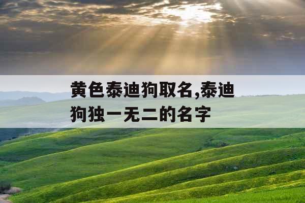 黄色泰迪狗取名,泰迪狗独一无二的名字