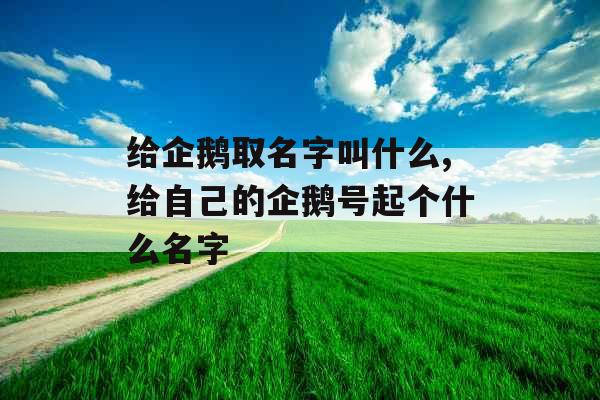 给企鹅取名字叫什么,给自己的企鹅号起个什么名字