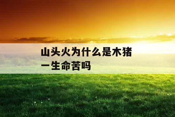 山头火为什么是木猪 一生命苦吗