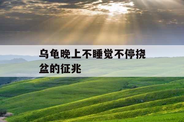 乌龟晚上不睡觉不停挠盆的征兆