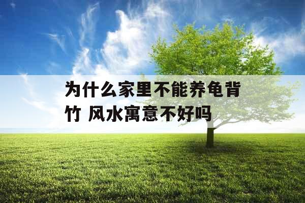 为什么家里不能养龟背竹 风水寓意不好吗