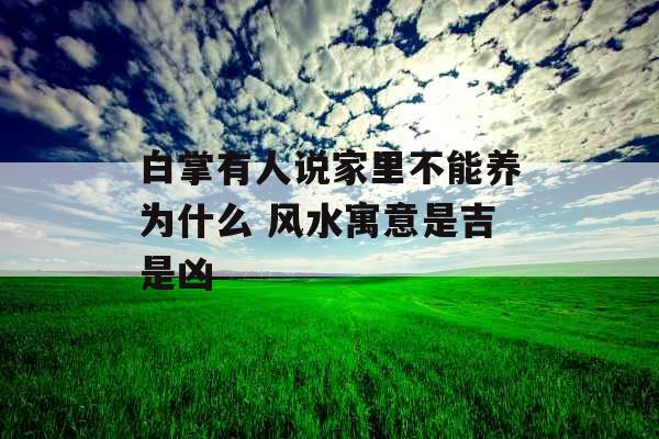 白掌有人说家里不能养为什么 风水寓意是吉是凶
