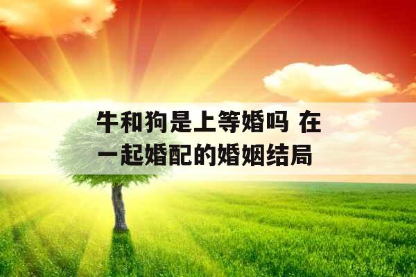 牛和狗是上等婚吗 在一起婚配的婚姻结局