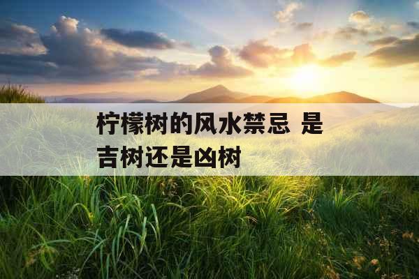 柠檬树的风水禁忌 是吉树还是凶树