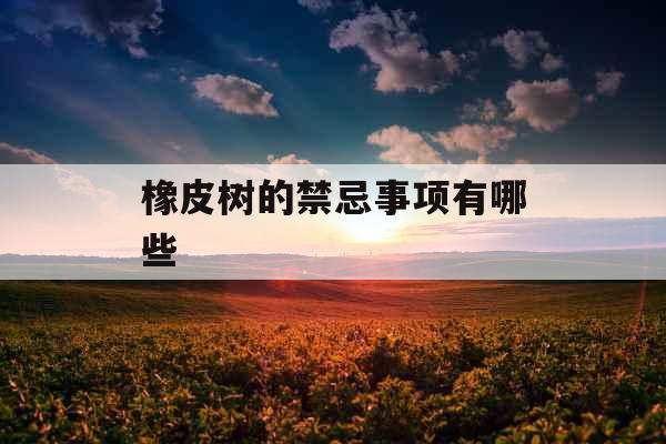 橡皮树的禁忌事项有哪些