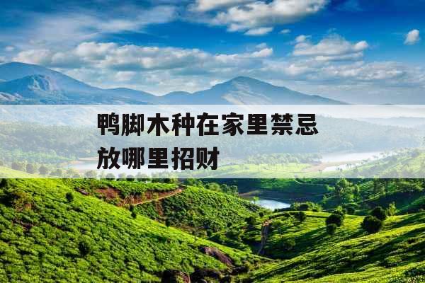鸭脚木种在家里禁忌 放哪里招财 鸭脚木种在家里禁忌 放哪里招财