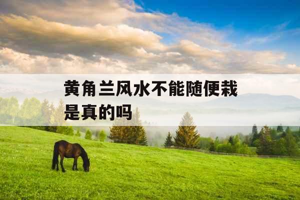 黄角兰风水不能随便栽是真的吗