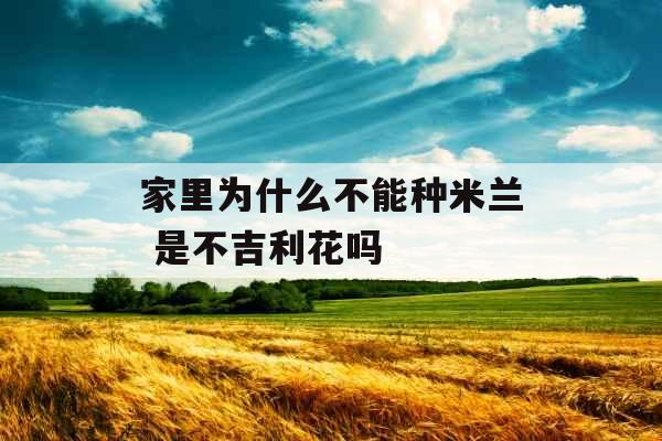 家里为什么不能种米兰 是不吉利花吗