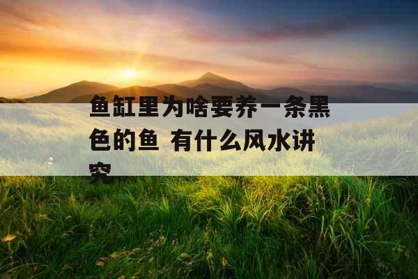鱼缸里为啥要养一条黑色的鱼 有什么风水讲究