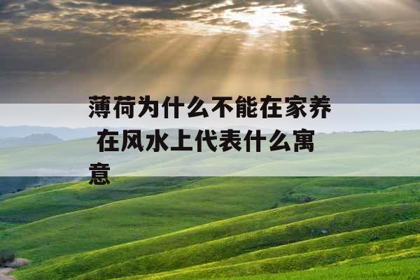薄荷为什么不能在家养 在风水上代表什么寓意