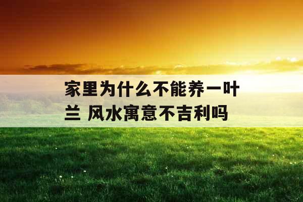 家里为什么不能养一叶兰 风水寓意不吉利吗
