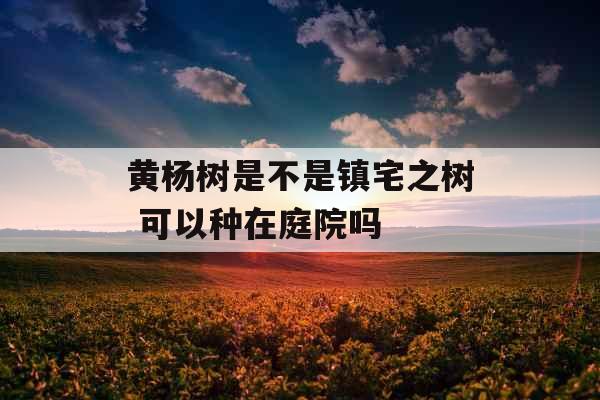 黄杨树是不是镇宅之树 可以种在庭院吗