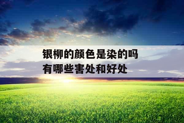 银柳的颜色是染的吗 有哪些害处和好处