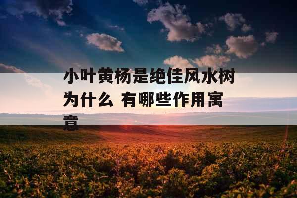 小叶黄杨是绝佳风水树为什么 有哪些作用寓意