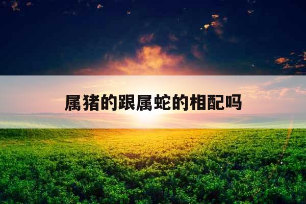 属猪的跟属蛇的相配吗