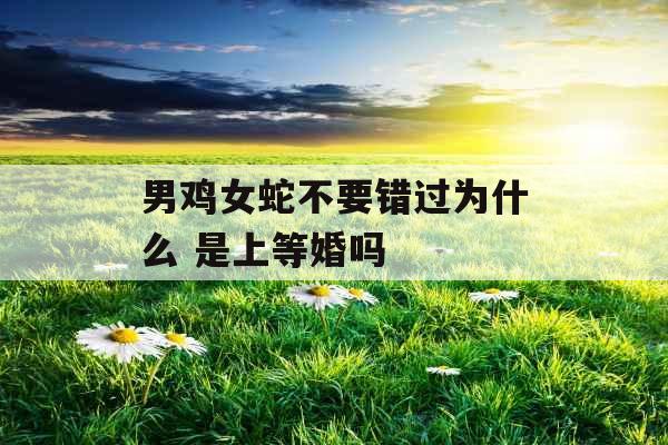 男鸡女蛇不要错过为什么 是上等婚吗