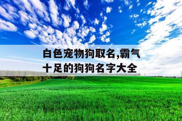 白色宠物狗取名,霸气十足的狗狗名字大全