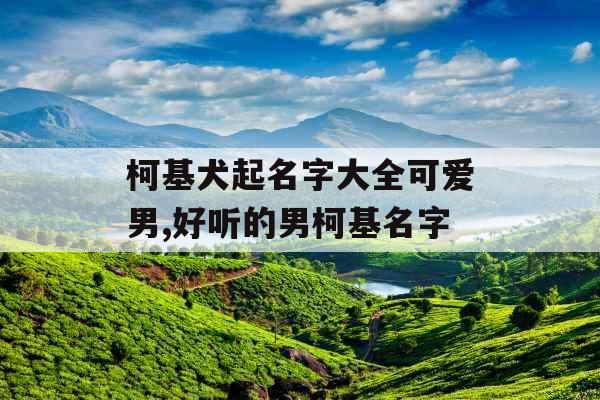 柯基犬起名字大全可爱男,好听的男柯基名字
