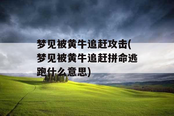 梦见被黄牛追赶攻击(梦见被黄牛追赶拼命逃跑什么意思)