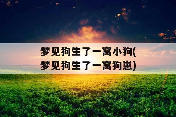 梦见狗生了一窝小狗(梦见狗生了一窝狗崽)