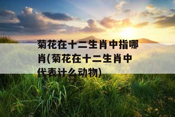 菊花在十二生肖中指哪肖(菊花在十二生肖中代表计么动物)