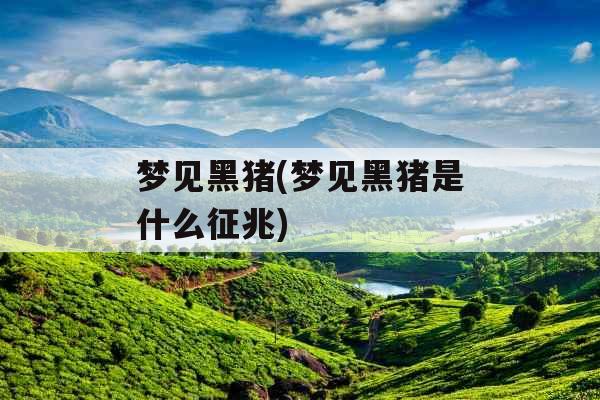梦见黑猪(梦见黑猪是什么征兆)