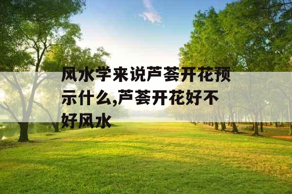 风水学来说芦荟开花预示什么,芦荟开花好不好风水