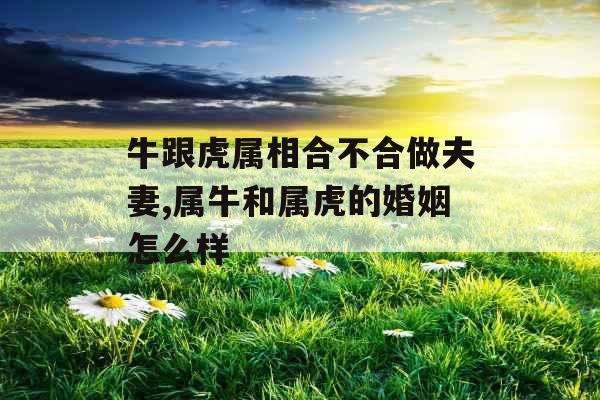 牛跟虎属相合不合做夫妻,属牛和属虎的婚姻怎么样