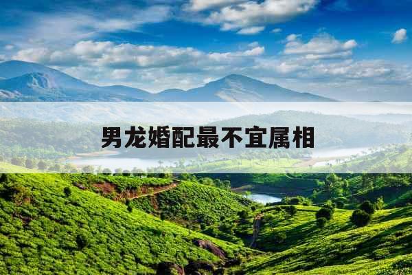 男龙婚配最不宜属相