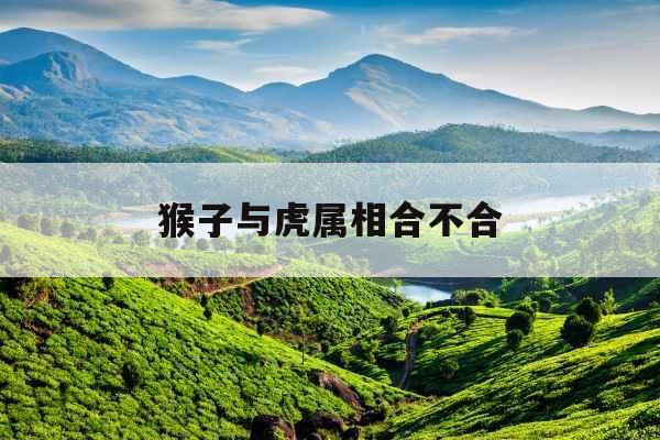 猴子与虎属相合不合