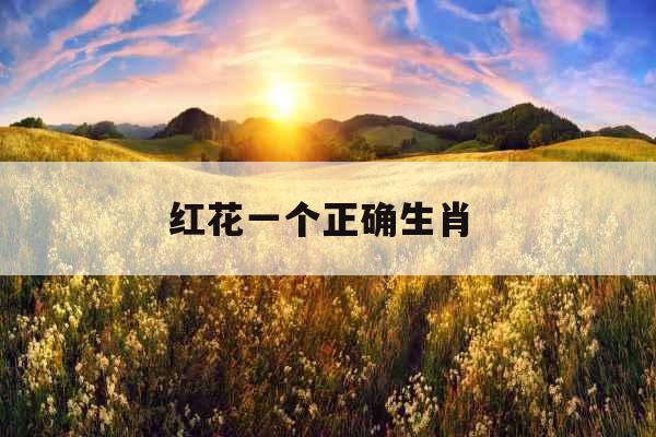 红花一个正确生肖 