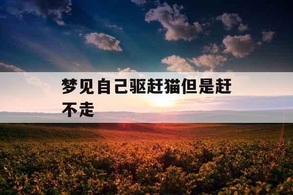 梦见自己驱赶猫但是赶不走 